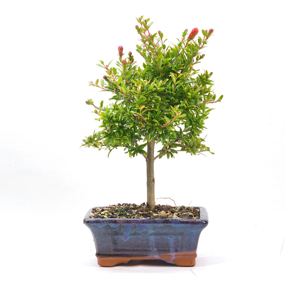 Granatapfel 'Punica granatum'